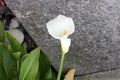 Calla lily, Arum lily, Zantedeschia aethiopica Royalty Free Stock Photo