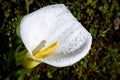 calla lily or arum lily (Zantedeschia aethiopica) with blurred background Royalty Free Stock Photo