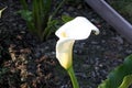 Calla lily, Arum lily, Zantedeschia aethiopica Royalty Free Stock Photo