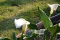 Calla lily, Arum lily, Zantedeschia aethiopica Royalty Free Stock Photo