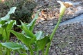 Calla lily, Arum lily, Zantedeschia aethiopica Royalty Free Stock Photo