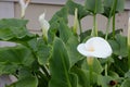 Calla lily, Arum lily, Zantedeschia aethiopica Royalty Free Stock Photo