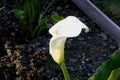 Calla lily, Arum lily, Zantedeschia aethiopica Royalty Free Stock Photo