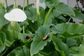 Calla lily, Arum lily, Zantedeschia aethiopica Royalty Free Stock Photo