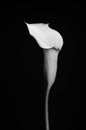 Stunning portrait of a calla lily on black background