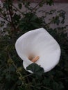 Calla lily on a bush