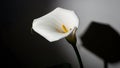 Calla lily flower on dark background with shadow Royalty Free Stock Photo