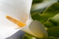 Calla Lily flower detail focus-stacked Royalty Free Stock Photo