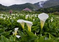 The Calla lily farms view in Taiwan Taipei