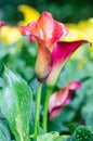 Calla lily field Royalty Free Stock Photo