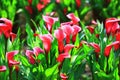 Calla lily field closeup Royalty Free Stock Photo