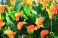 Calla lily field closeup