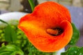 Calla lily field closeup,beautiful yellow with red flowers of calla lily blooming in the garden in spring Royalty Free Stock Photo