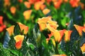 Calla lily field closeup Royalty Free Stock Photo