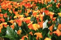 Calla lily field closeup Royalty Free Stock Photo