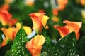 Calla lily field closeup Royalty Free Stock Photo