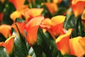 Calla lily field closeup Royalty Free Stock Photo