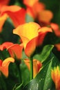 Calla lily field closeup Royalty Free Stock Photo