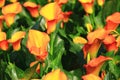 Calla lily field closeup