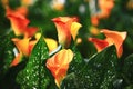 Calla lily field closeup Royalty Free Stock Photo