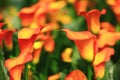 Calla lily field closeup Royalty Free Stock Photo