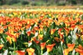 Calla lily field closeup Royalty Free Stock Photo