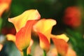 Calla lily field closeup Royalty Free Stock Photo