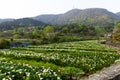 Calla lily field in Yangmingshan Royalty Free Stock Photo