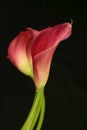 Calla Lily Flower 033m