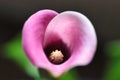 Calla lily flower