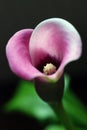 Calla lily flower Royalty Free Stock Photo