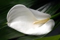 Calla lily flower Royalty Free Stock Photo