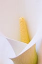 Calla lily flower Royalty Free Stock Photo