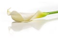 Calla lily flower Royalty Free Stock Photo