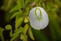 A Calla lily flower blooming from a plant in a flower pot in Garden. Royalty Free Stock Photo