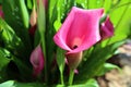 Calla Lily. The flower of brightness is a popular flower for weddings.