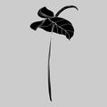 Calla lily flower, bud and leaves in black. Single tropical flower isolated on a white background Royalty Free Stock Photo