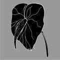 Calla lily flower, bud and leaves in black. Single tropical flower isolated on a white background Royalty Free Stock Photo