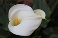 Calla lily flower Royalty Free Stock Photo