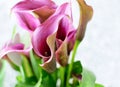 Calla Lily flower Royalty Free Stock Photo
