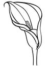 Calla lily flower. Contour drawing. For coloring. Close-up.