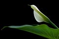 Calla lily flower, easter, with green leaf isolated on black background Royalty Free Stock Photo