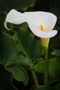 Calla Lily Flower Royalty Free Stock Photo