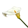 Calla lily flower isolated on a white background Royalty Free Stock Photo