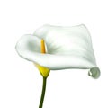 Calla lily flower isolated on a white background Royalty Free Stock Photo