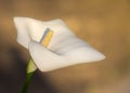 Calla lily flower. Large white flower on a soft background Royalty Free Stock Photo