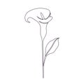 Calla lily flower Royalty Free Stock Photo