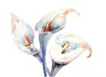 Calla Lily flowers Royalty Free Stock Photo