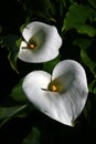 Calla Lily Flowers on Black Royalty Free Stock Photo