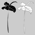 Calla Lily flowers, bud and leaves in black. Two tropical flowers isolated on a white background Royalty Free Stock Photo